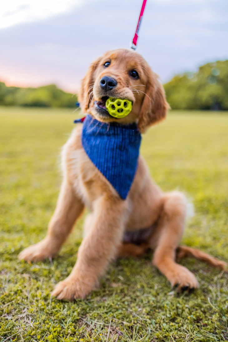 Golden Retriever Puppy Sitting on Lead on Green Grass Field with Yellow Ball in the Mouth