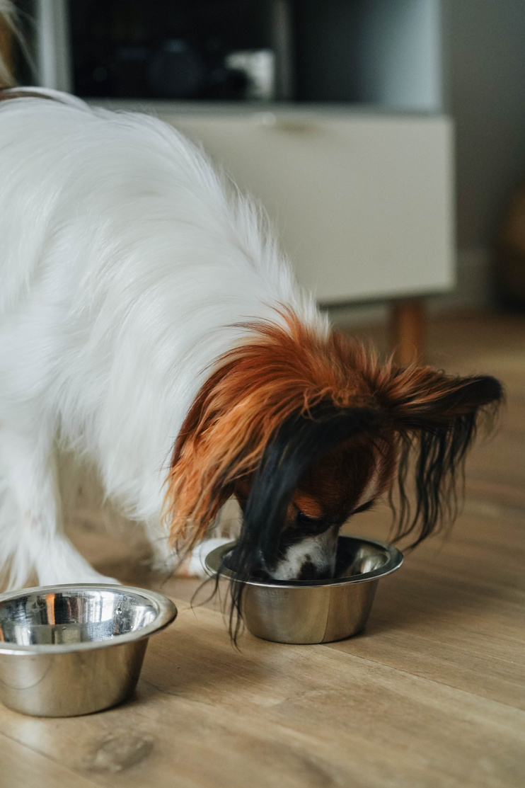 Dog Eating Kibbles from Metal Bowl